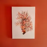Coral